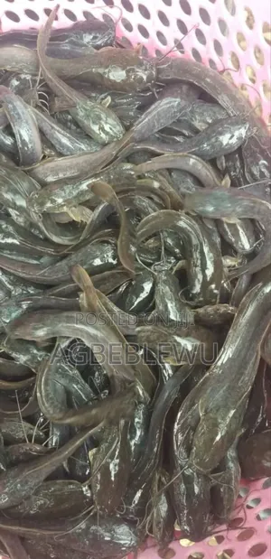 Fast Growing Catfish Juveniles