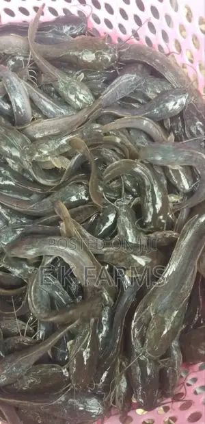 Fast Growing Catfish Juveniles