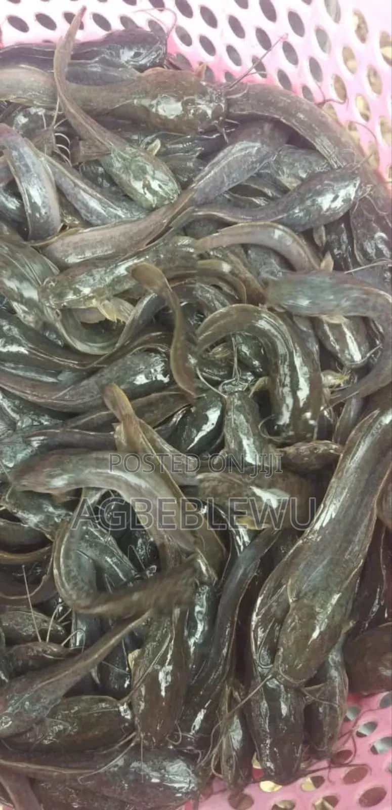 Fast Growing Catfish Juveniles