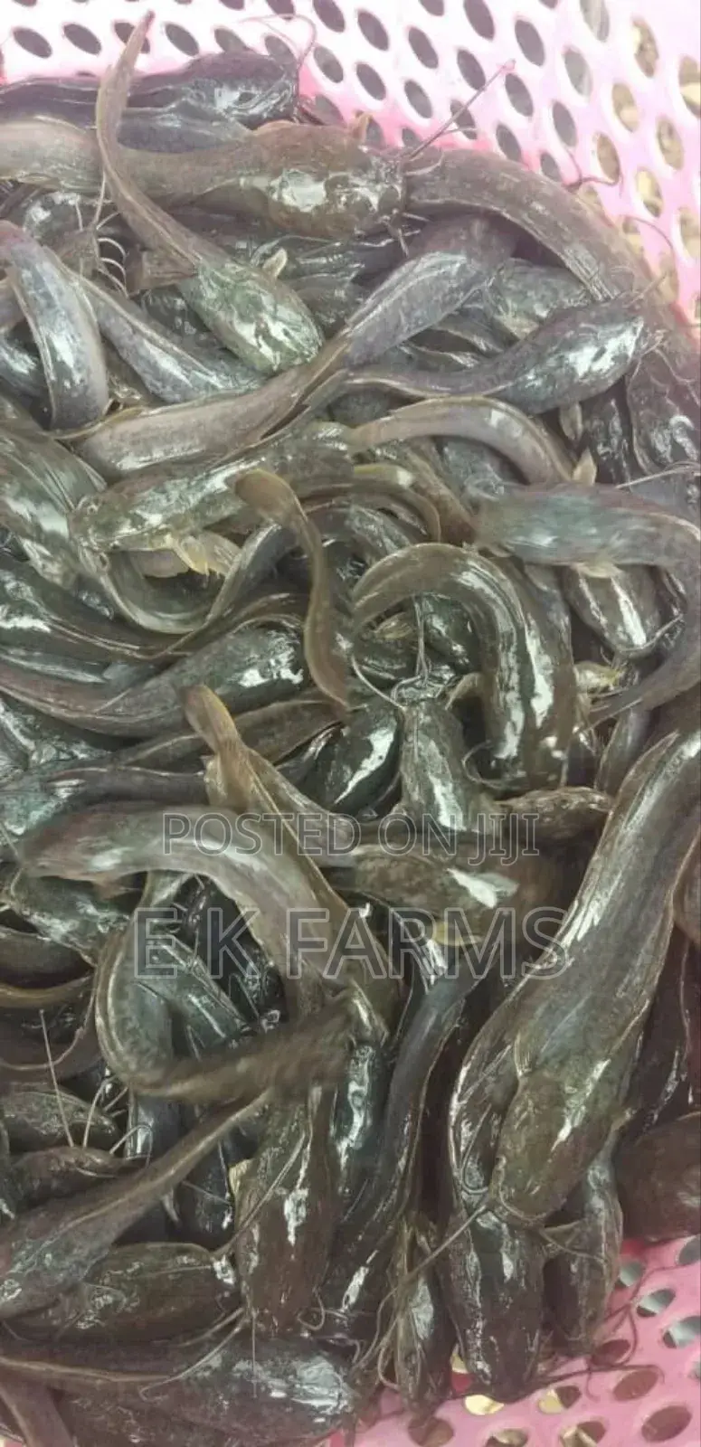 Fast Growing Catfish Juveniles