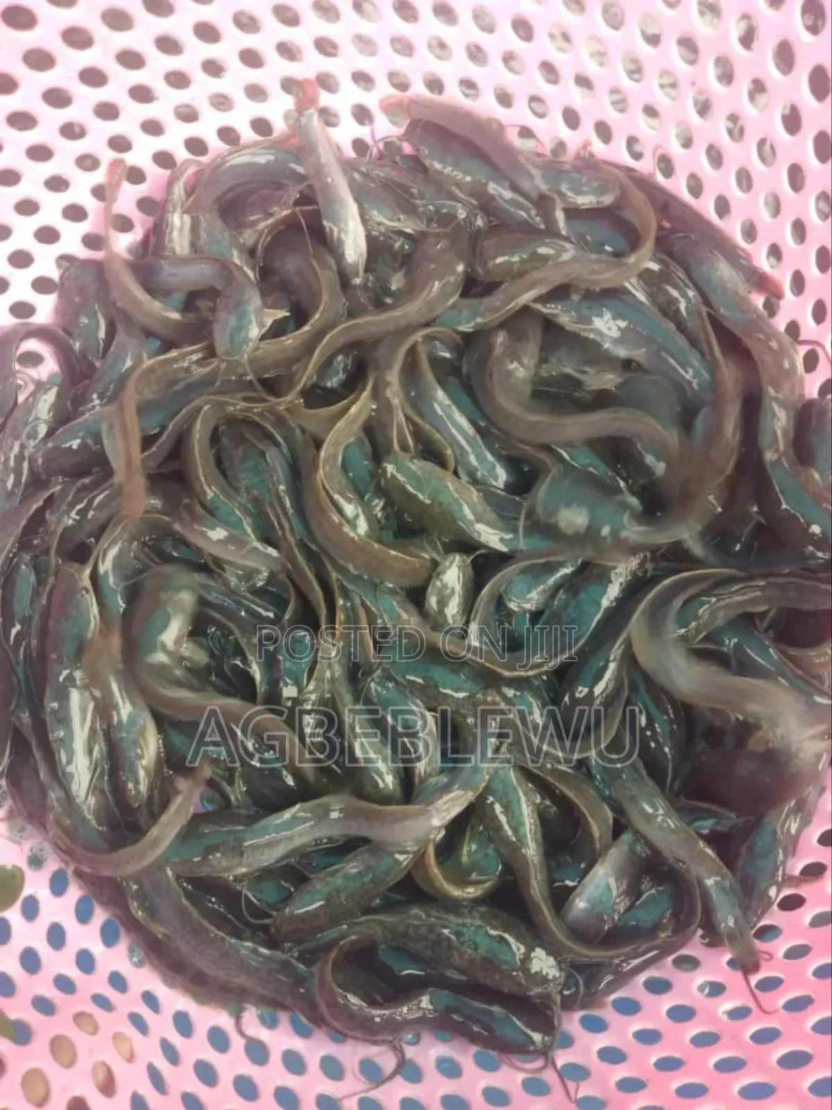 Fast Growing Catfish Juveniles