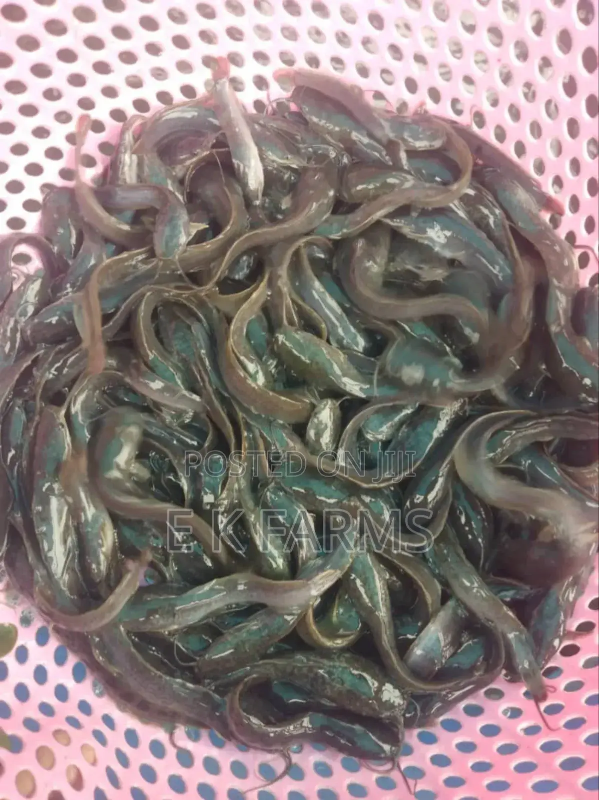 Fast Growing Catfish Juveniles