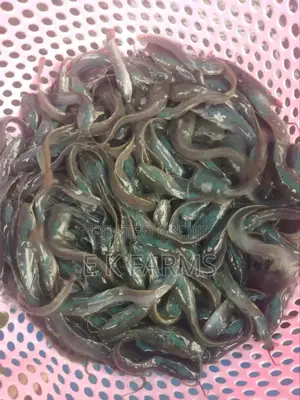 Fast Growing Catfish Juveniles