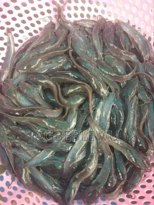 Fast Growing Catfish Juveniles