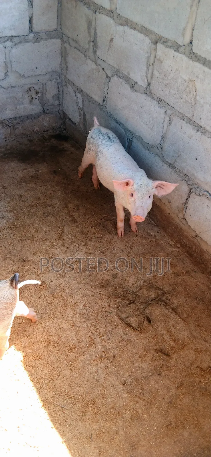 Pigs /Piglets