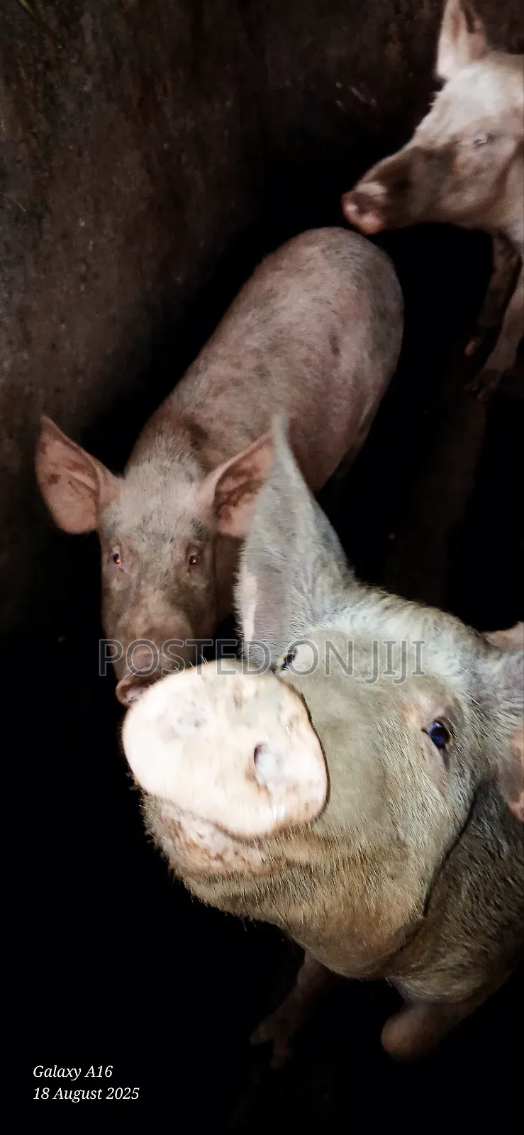 Pigs /Piglets