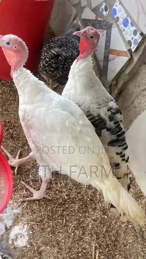 Matured Female Turkey BBW and BBB