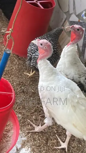 Matured Female Turkey BBW and BBB
