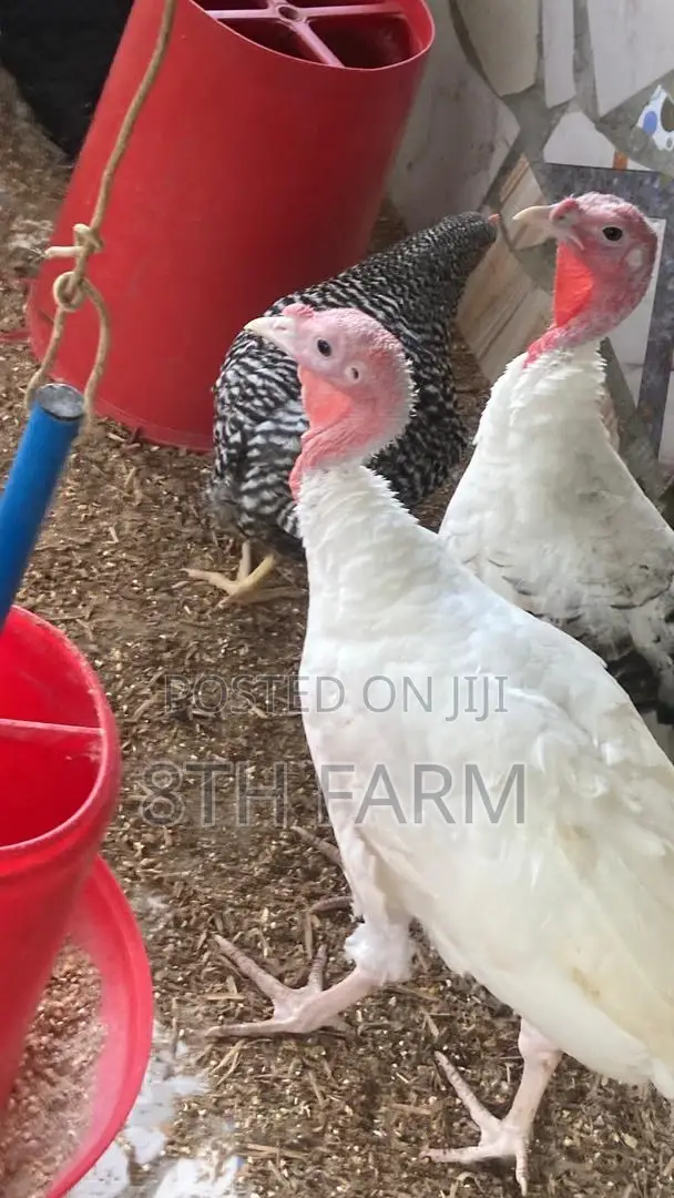 Matured Female Turkey BBW and BBB