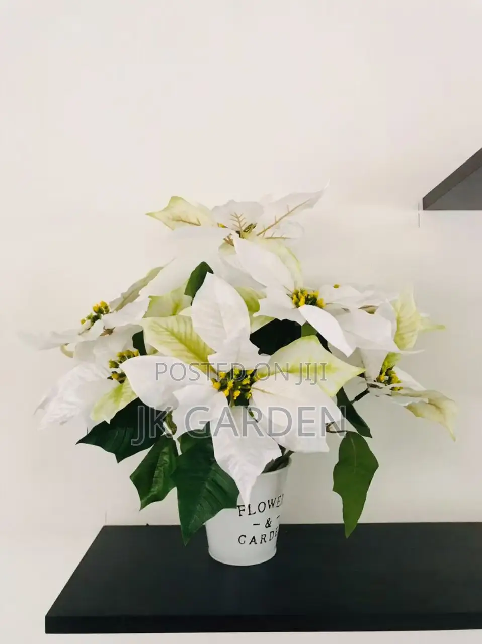 Christmas Flower