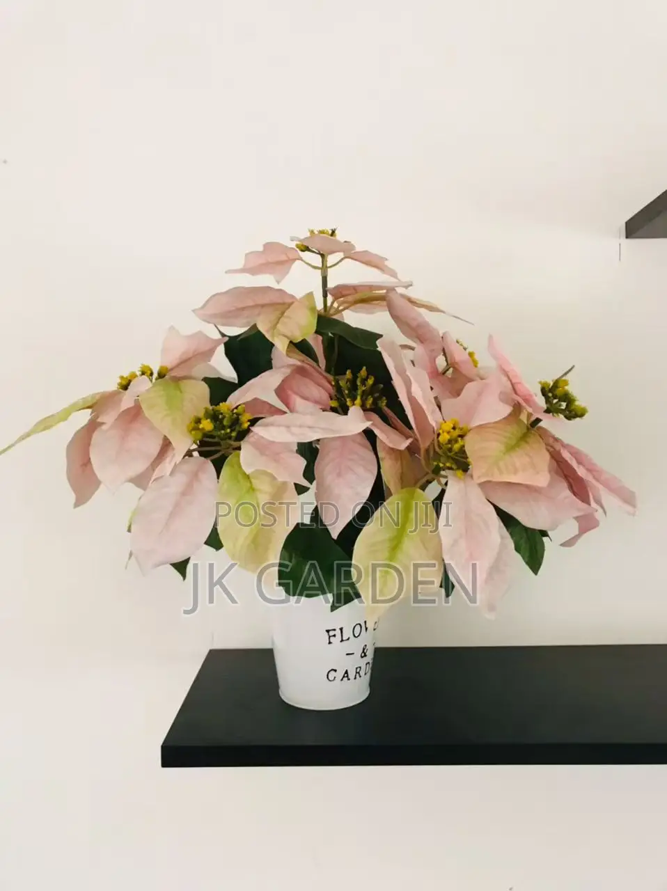 Christmas Flower
