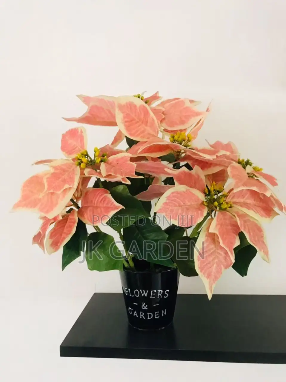 Christmas Flower