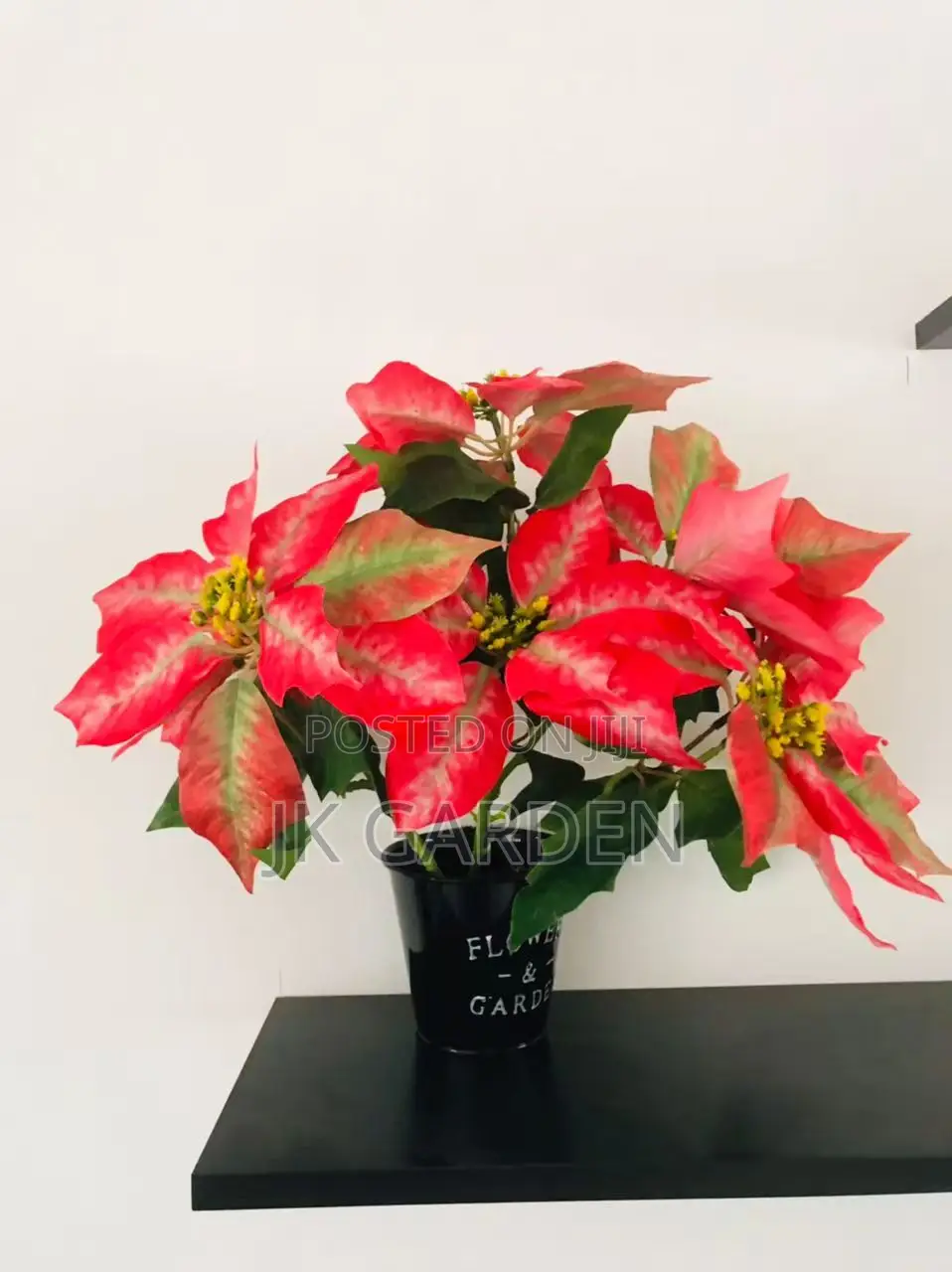 Christmas Flower