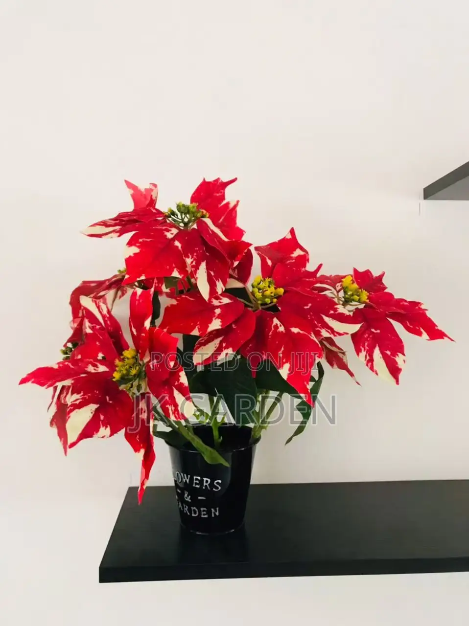 Christmas Flower
