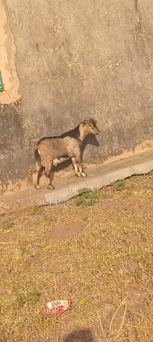 Nice Goat Seller