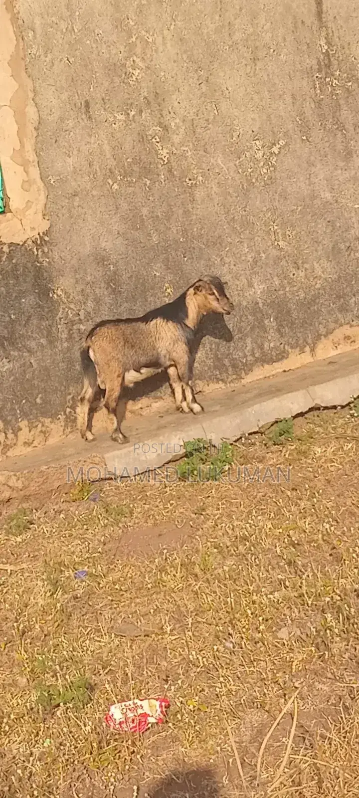 Nice Goat Seller