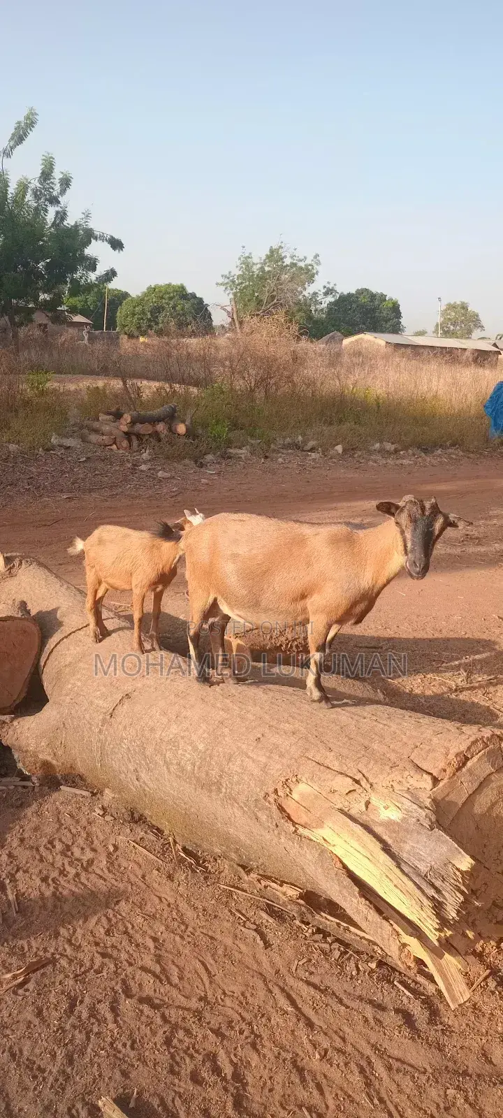 Nice Goat Seller