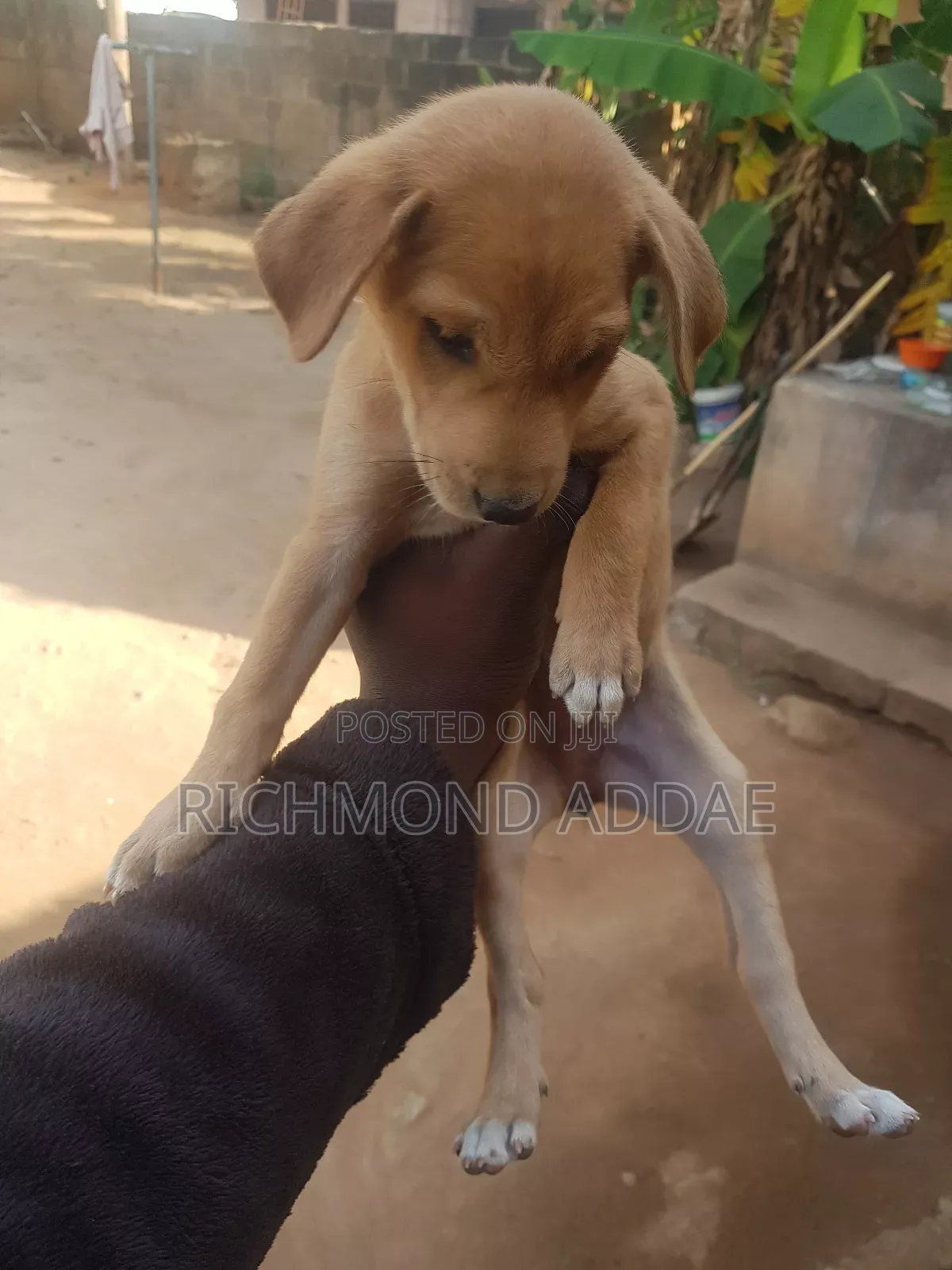 1-3 months Male Purebred Dog