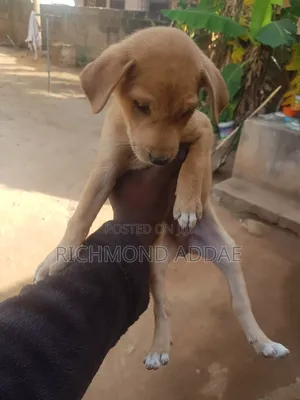 1-3 months Male Purebred Dog