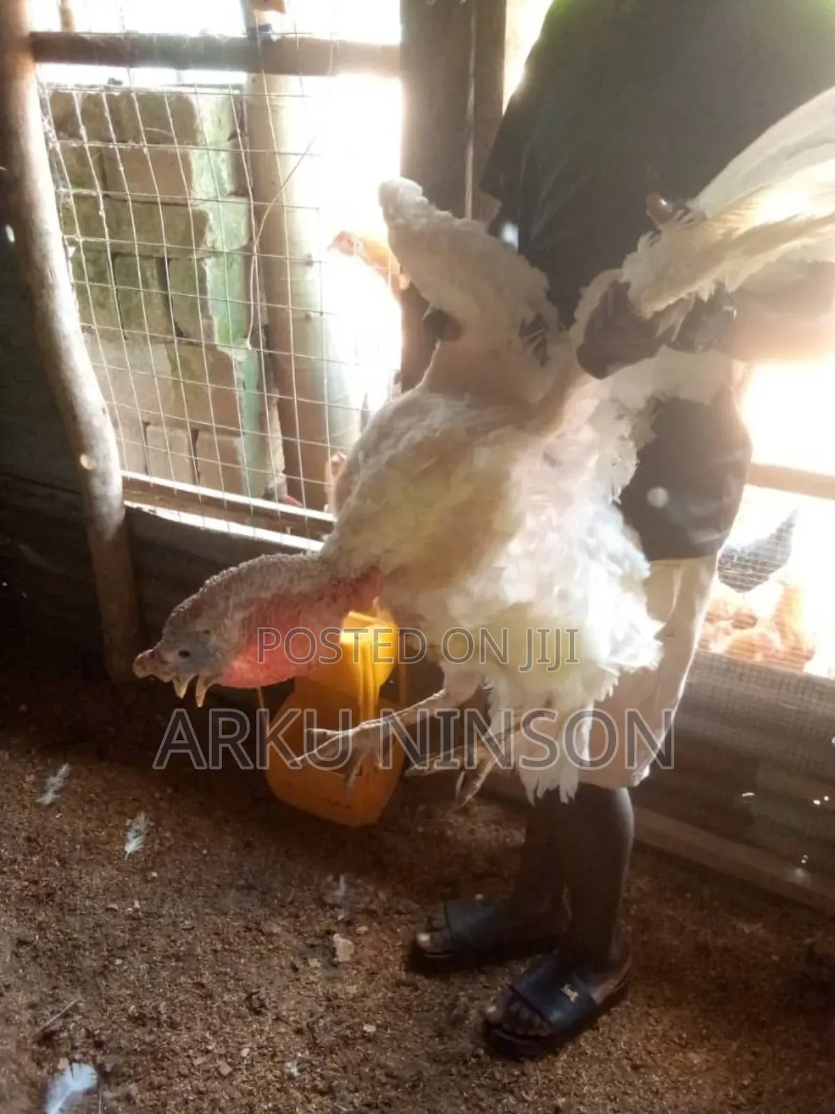 Xmas Turkeys Available