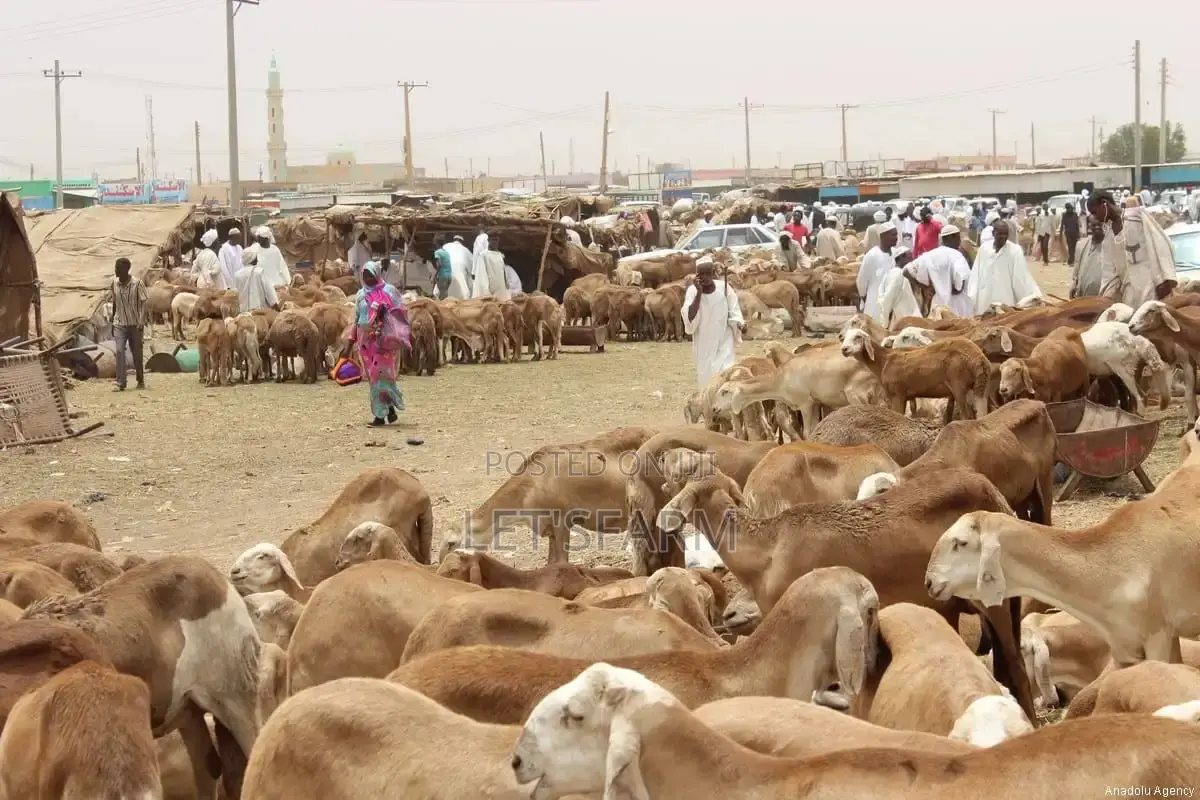 Sudanese Sheep