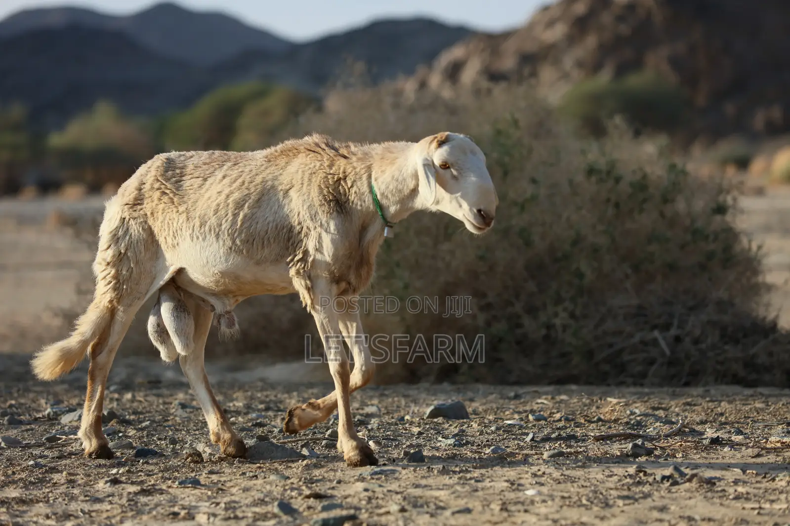 Sudanese Sheep
