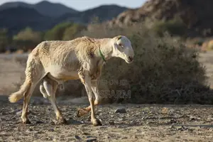 Sudanese Sheep