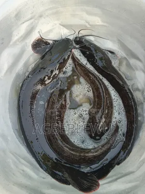 Best Chop Able Catfish for This Christmas