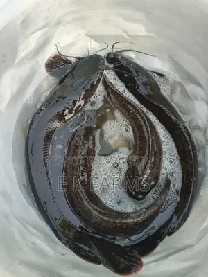 Best Chop Able Catfish for This Christmas