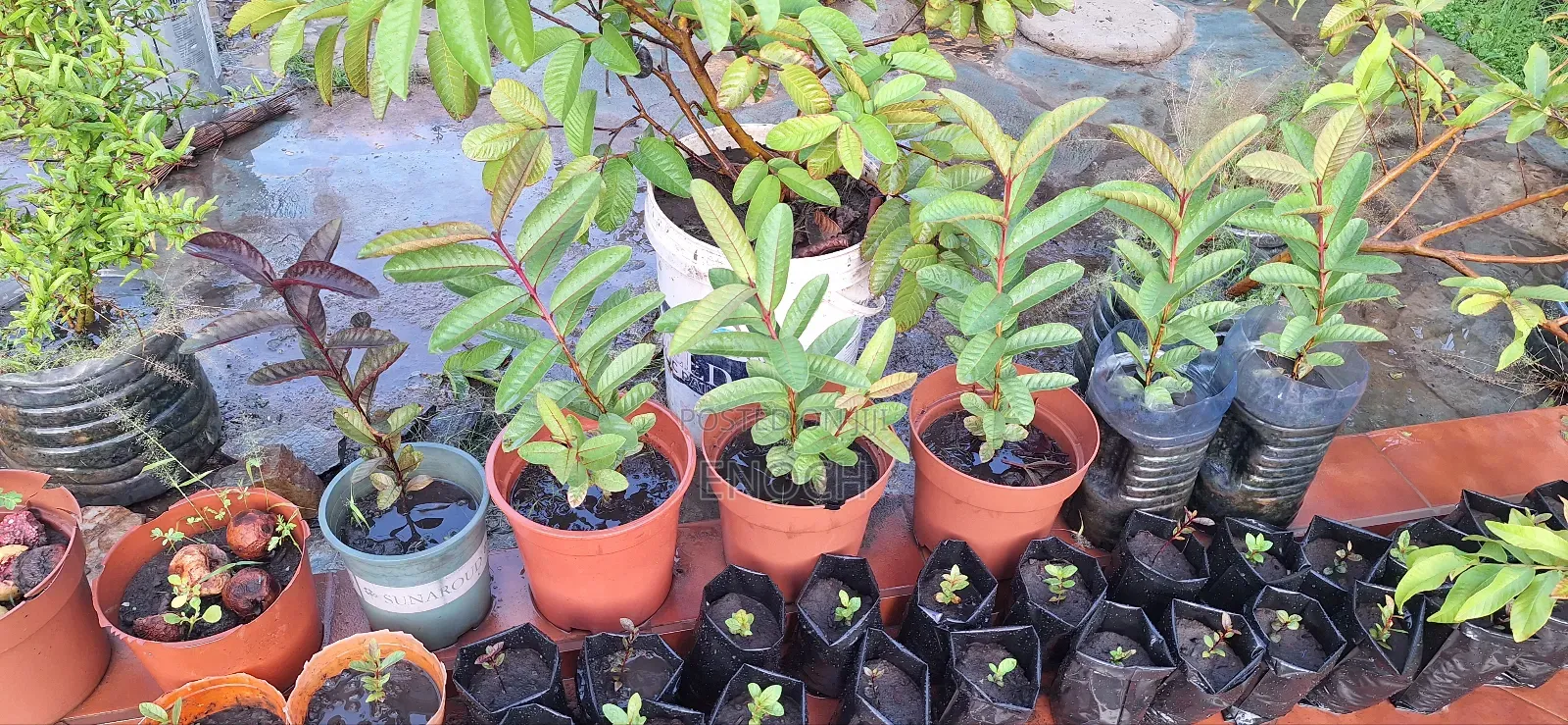 Large Exotic Organic Guava Seedling
