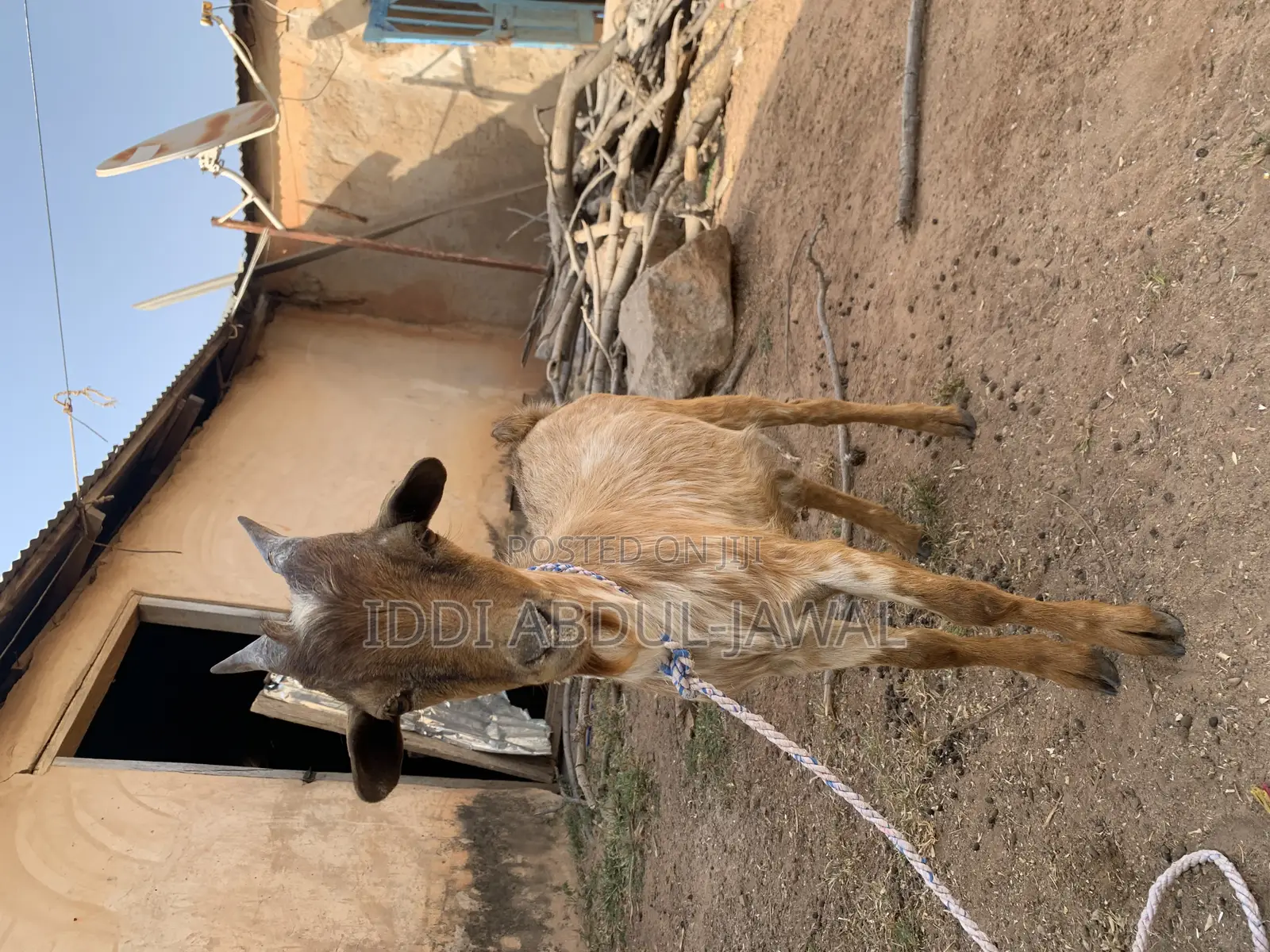 Buy Your Affordable Goat and Sheep.