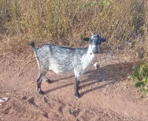 Fresh Animals for Sell
