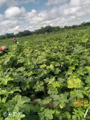 Volta River Front Farm Land for Long-Term Leases