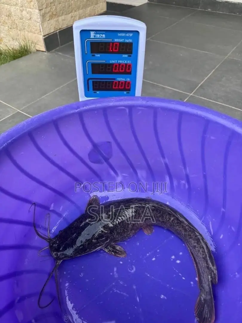 Catfish Farming