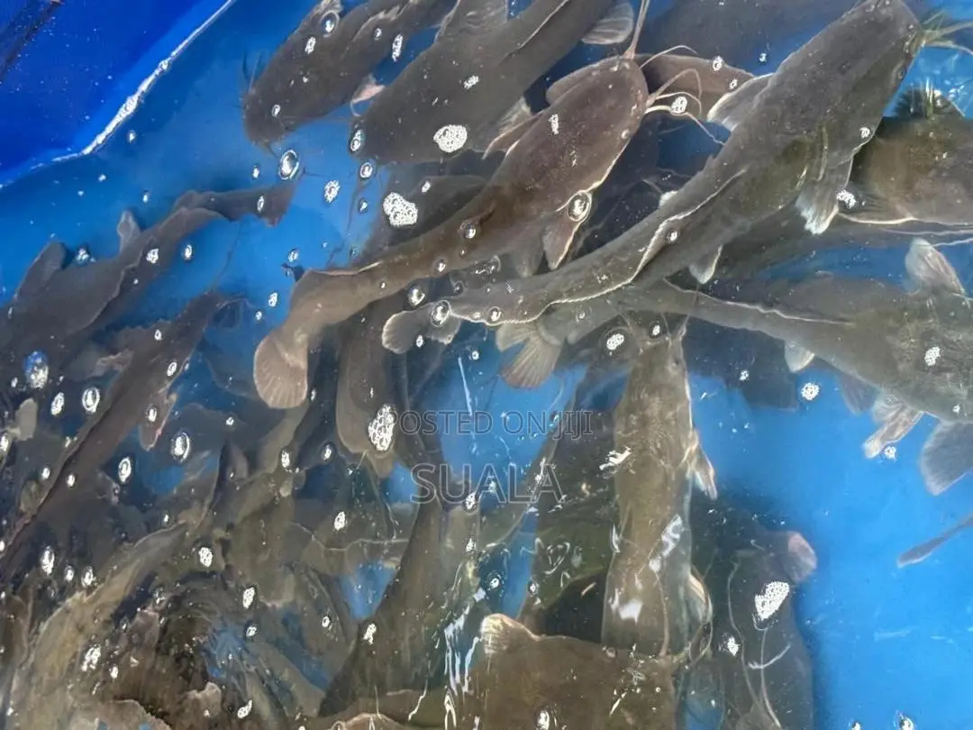 Catfish Farming