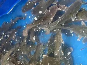 Catfish Farming