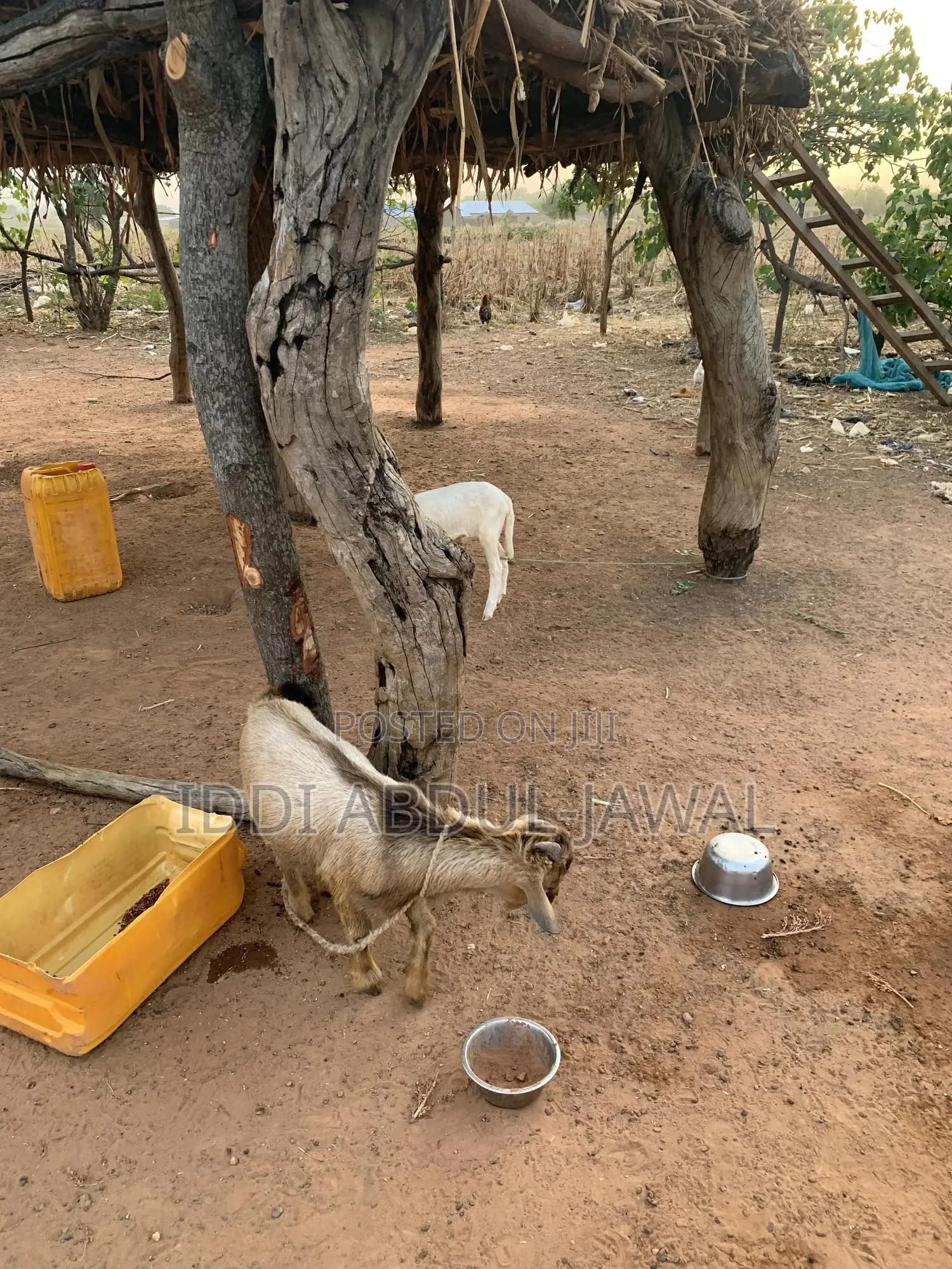 Buy Your Affordable Goat