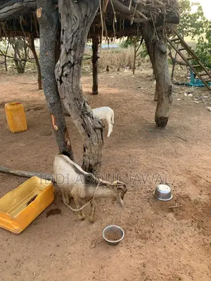 Buy Your Affordable Goat