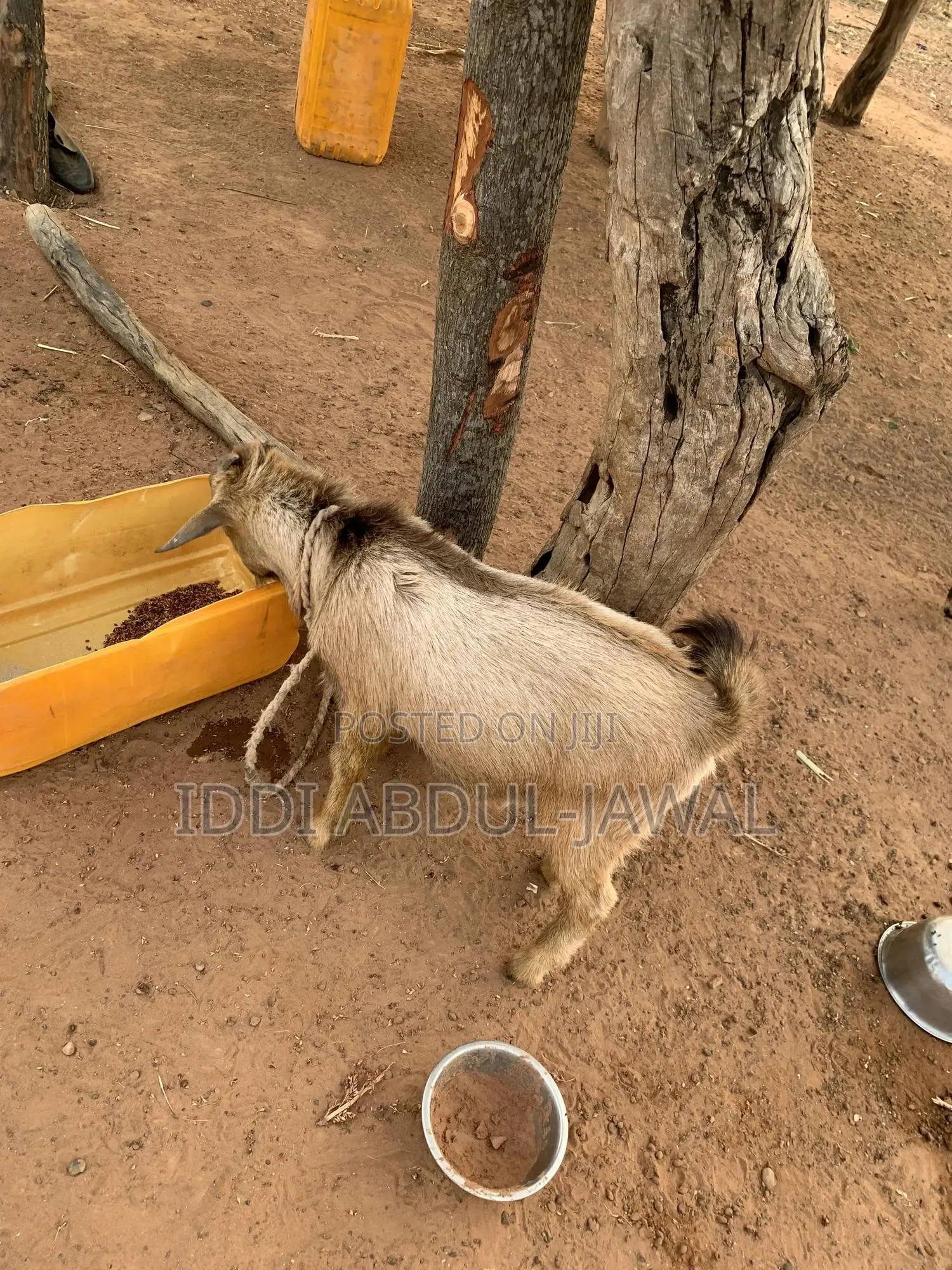 Buy Your Affordable Goat