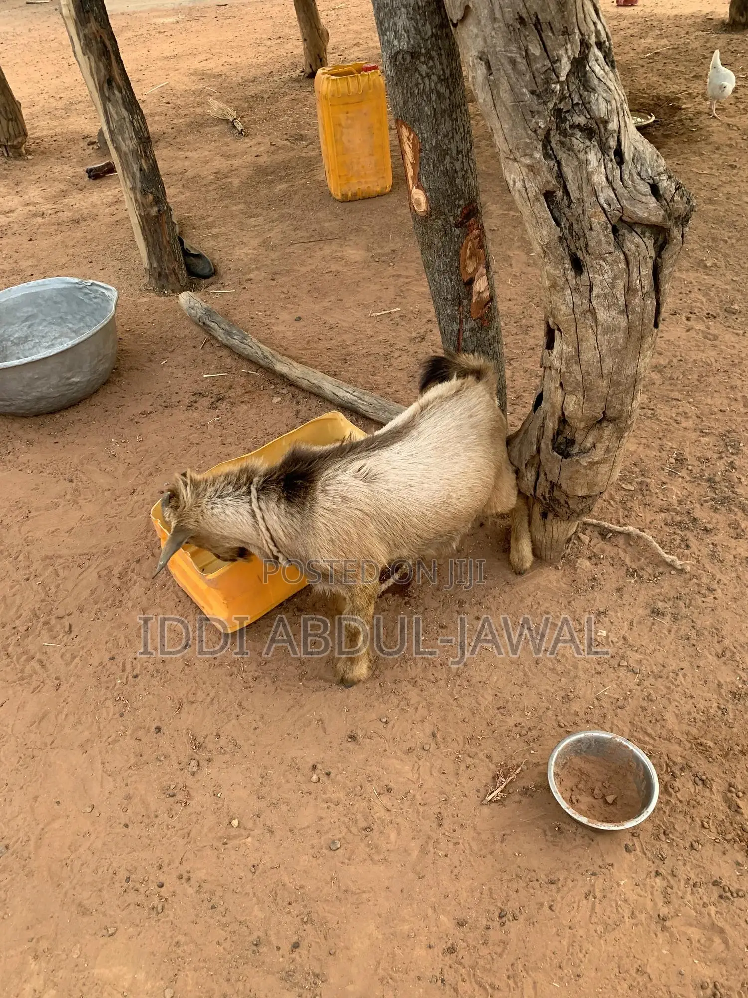 Buy Your Affordable Goat