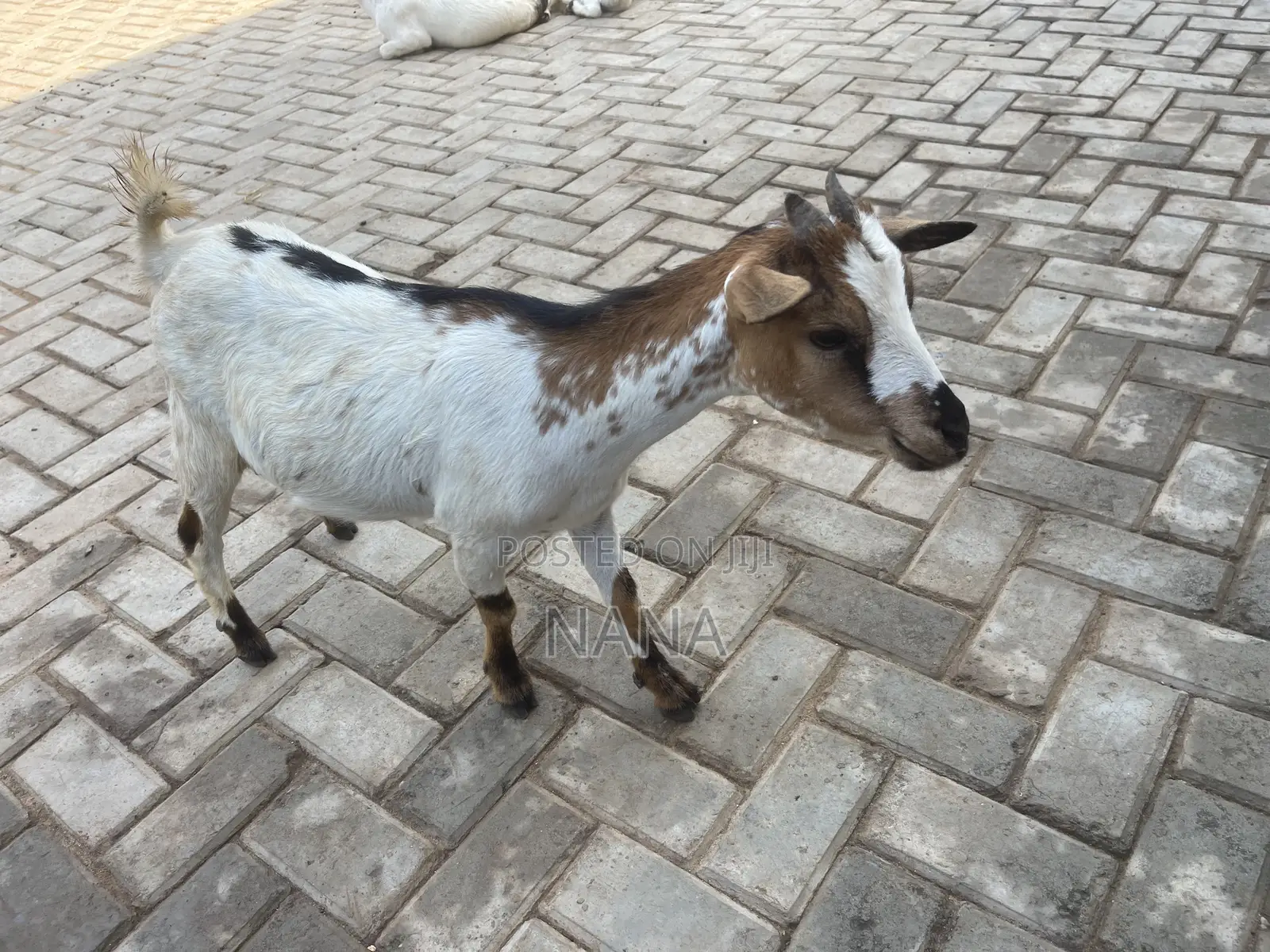 Goats for Sale and Crossing