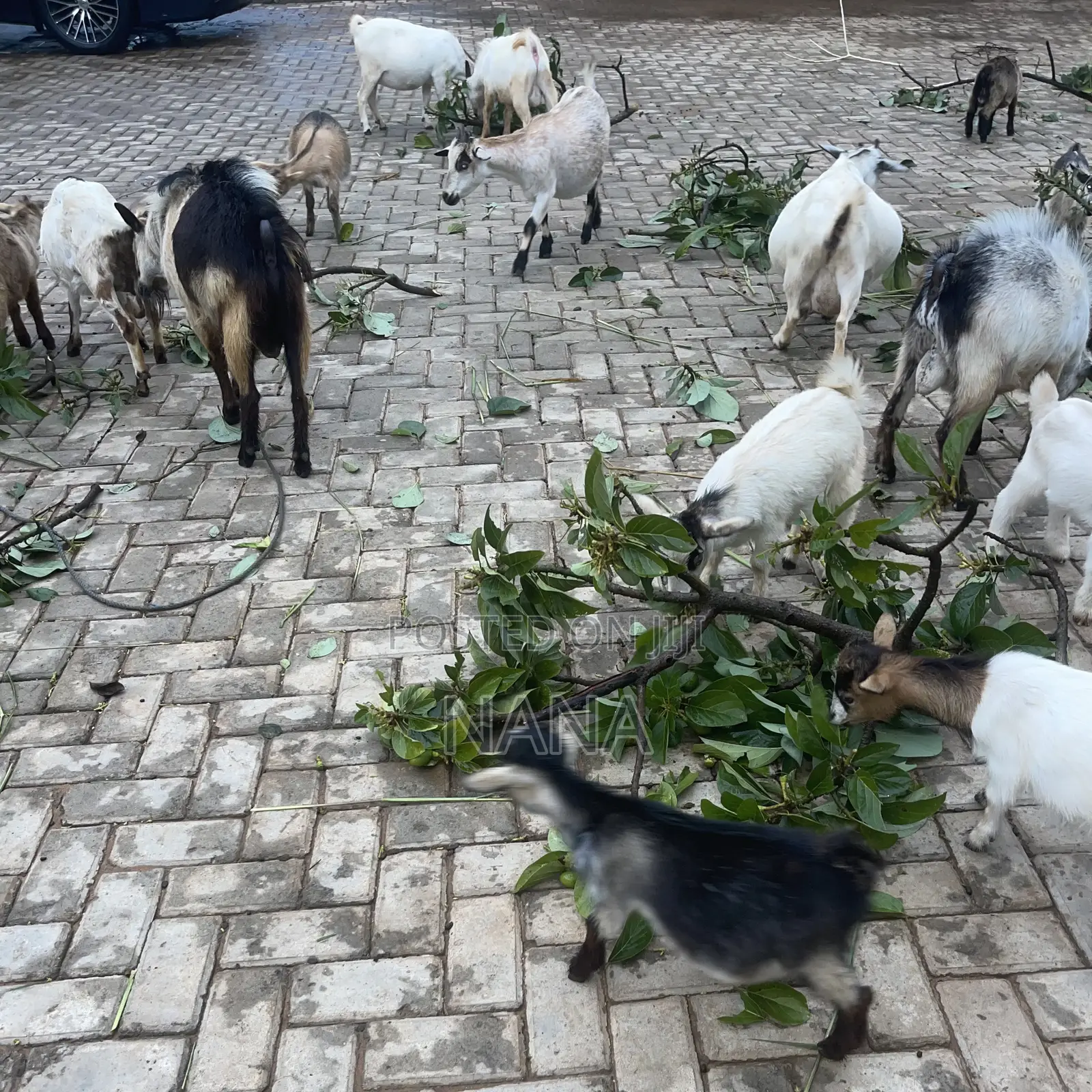 Goats for Sale and Crossing