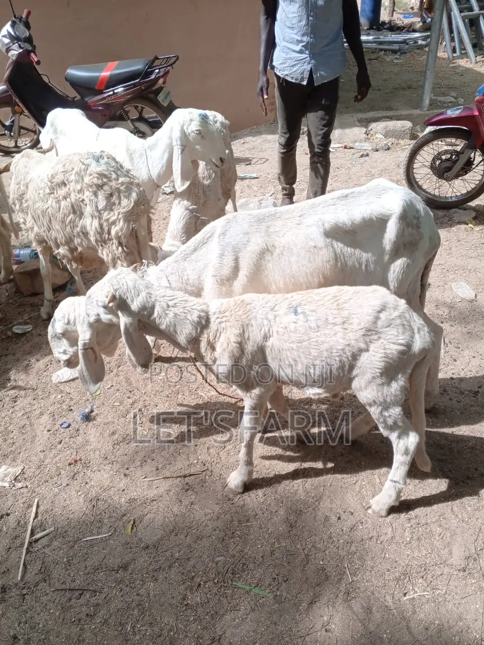 Balami Ewe and Ram