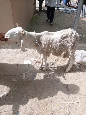 Balami Ewe and Ram