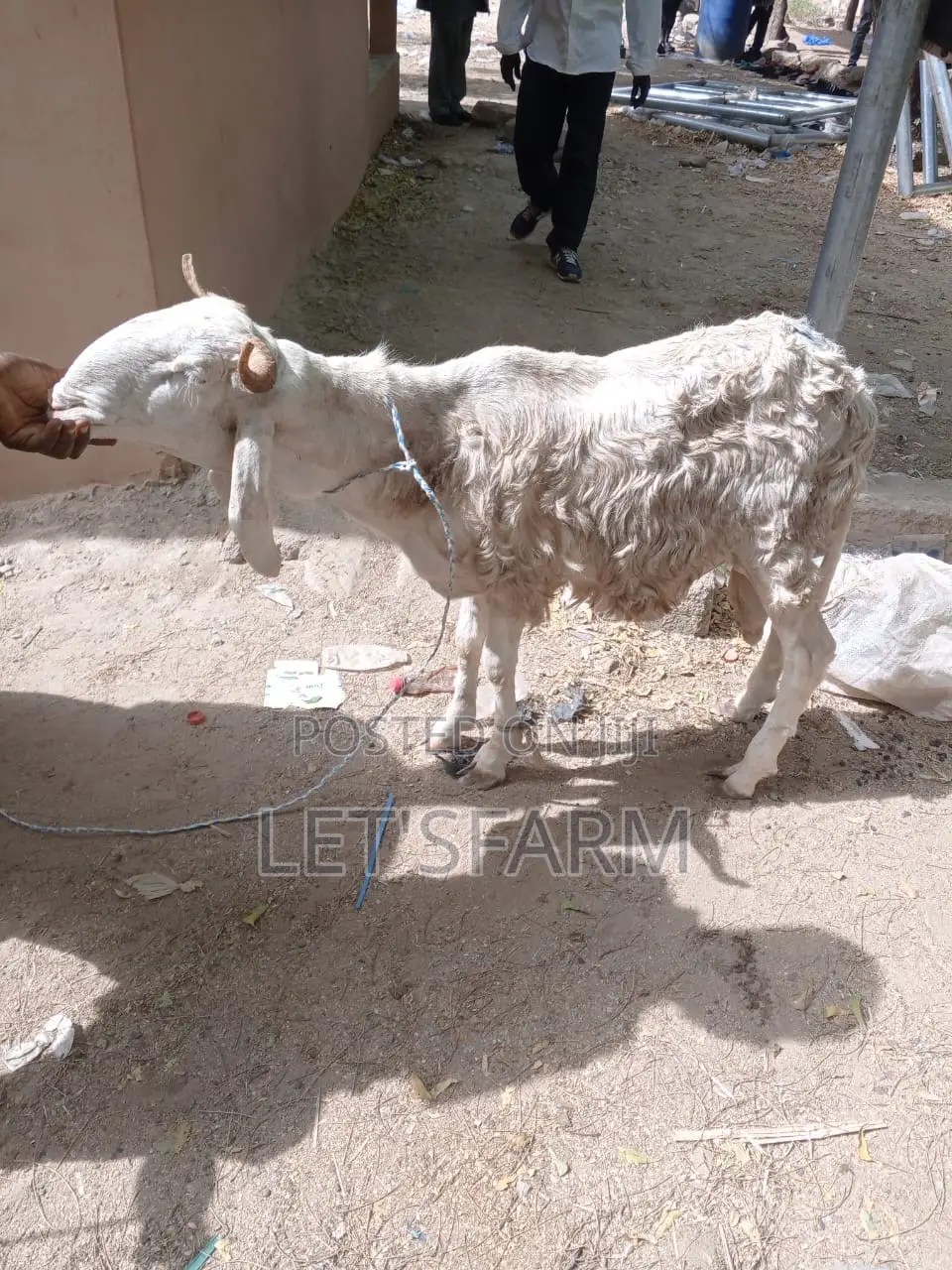 Balami Ewe and Ram