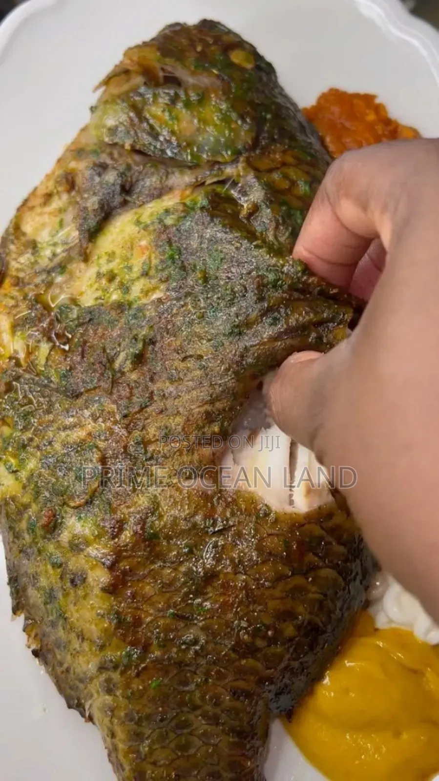 Tilapia For Sell