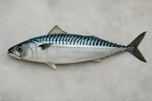 Foreign Salmon (Abidjan) 10kg Boxes