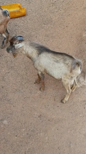 Male Goat for Sale