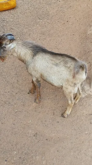 Male Goat for Sale