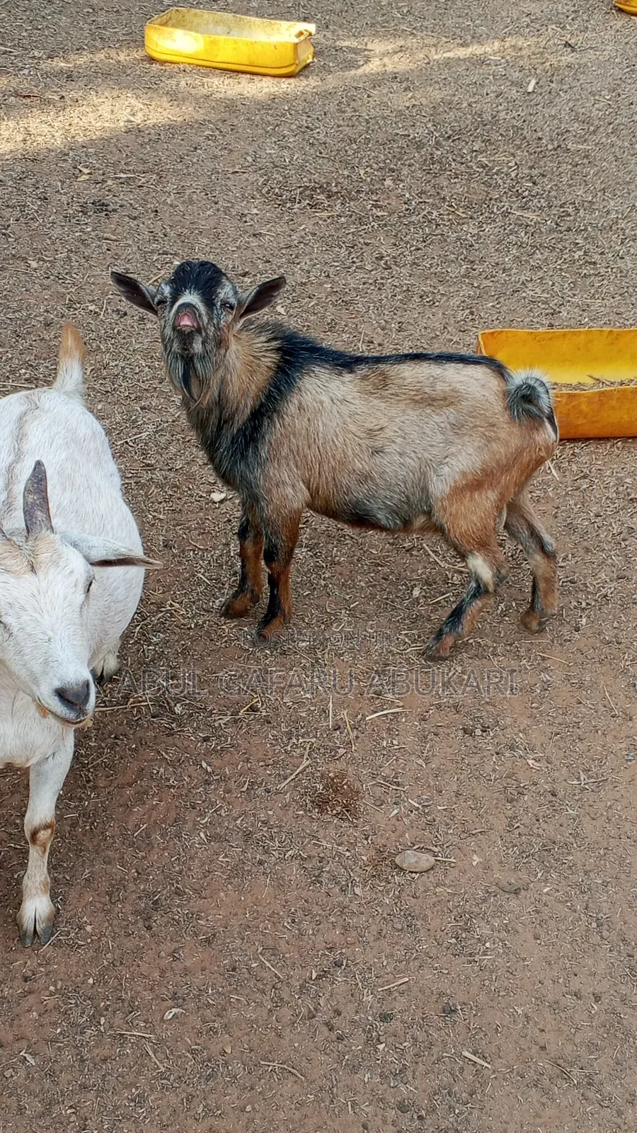 Male Goat for Sale